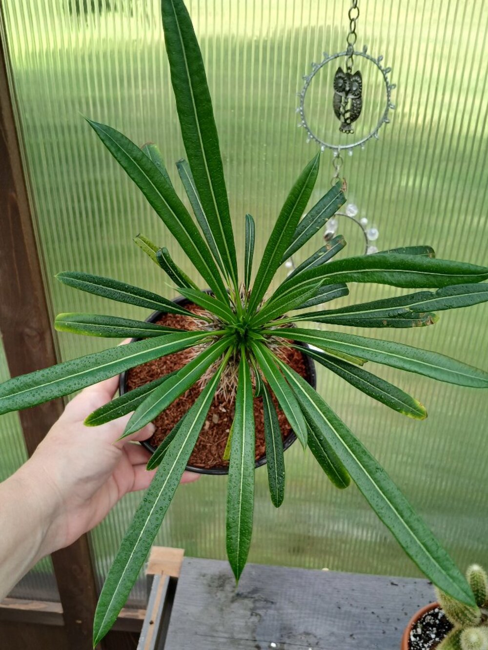 Madagascar Palm